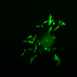 immunofluorescence using anti-YPII antibodies